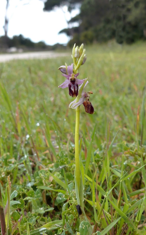 Ophrys sul litorale romano  marzo 2020